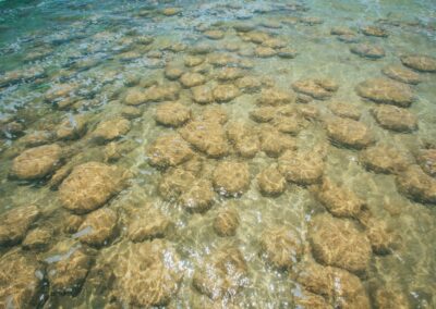 Estuary Clifton thrombolites