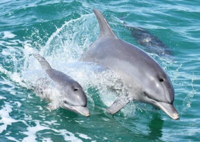 Estuary dolphins Mandurah Cruises